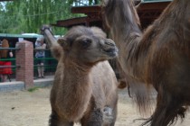 Верблюжонок, родившийся в Лимпопо