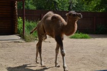 Верблюжонок, родившийся в Лимпопо