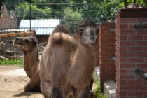 Верблюжонок, родившийся в Лимпопо
