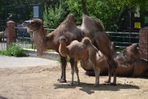 Семья верблюдов нижегородского зоопарка