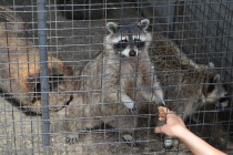 Родители маленького енота, живущие в Лимпопо