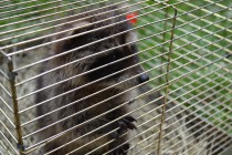 Маленький енот в клетке-переноске