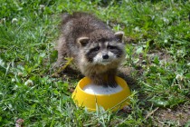 Енот пьет детскую молочную смесь