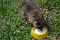 Енот пьет детскую молочную смесь