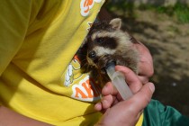 Маленького енота кормят банановым пюре