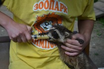 Маленького енота кормят банановым пюре