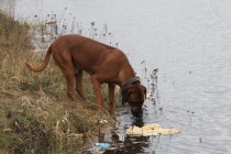 Подъем уровня воды связан с большой приточностью на Рыбинском водохранилище