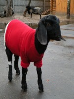 Зимнюю одежду для нубийских коз продемонстрируют журналистам сотрудники нижегородского зоопарка Лимпопо 5 декабря