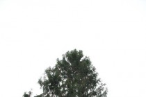 Высота елки составляет 26 метров