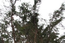 Елка была срублена в Лысковском районе Нижегородской области