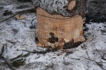 Елка будет закреплена дополнительно при помощи растяжек