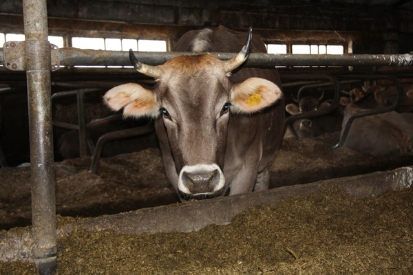ТОП-10 самых молочных пород коров в России