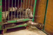 Медведь разминается в клетке