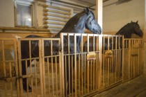 Фризская лошадь, Фриз — порода лошадей, славящаяся своей многовековой историей, выведенная в Фрисландии, провинции на севере Нидерландов