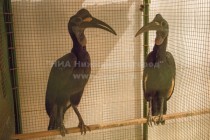 Черные африканские рогатые вороны