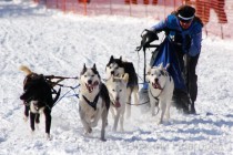 Финиш гонки на собачьих упряжках