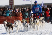 Финиш гонки на собачьих упряжках