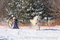 Гонка на собачьих упряжках