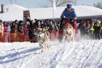 Стоимость каждой собаки составляет от 30 тыс. рублей