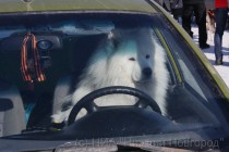 Собака перед стартом гонки