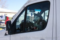 Собака перед стартом гонки