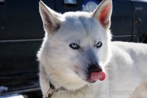 Собака перед стартом гонки