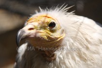 Орел-стервятник