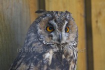Взрослая особь ушатой совы