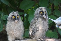 Сов кормят при помощи пинцета