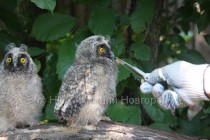 Сов кормят при помощи пинцета