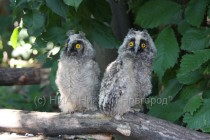 Птенцы ушастой совы