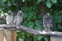 В конце августа птицы будут выпущены на волю