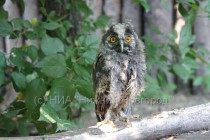 Ушастая сова – традиционный обитатель нижегородских лесов