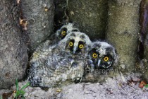 Совята предпочитают держаться вместе