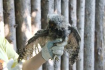 Работники зоопарка выхаживают найденных нижегородцами сов