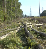 Нижновэнерго подтвердило факт вырубки деревьев на Щелоковском хуторе в Нижнем Новгороде в связи с заменой опор и проводов ЛЭП