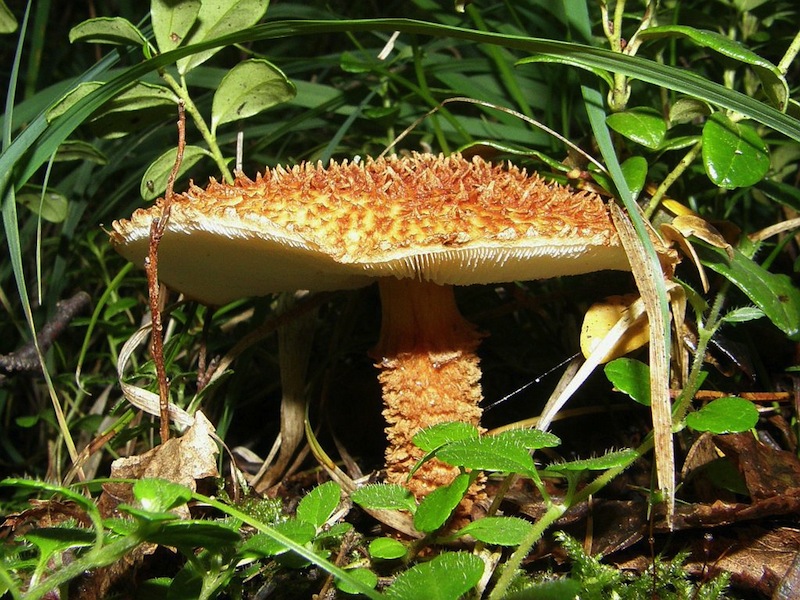 Занесенный в Красную книгу гриб обнаружен в парке Кулибина в НижнемНовгороде Новости Нижнего Новгорода