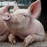 Вероятность заноса вируса африканской чумы свиней на территорию Нижегородской области оценивается как высокая