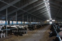 Коровник сельхозпредприятия Колхоз Заря