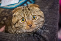 Выставка-ярмарка Зоомир-2013