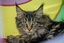 Выставка-ярмарка Зоомир-2013