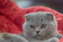 Выставка-ярмарка Зоомир-2013