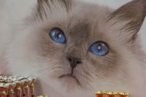 Выставка-ярмарка Зоомир-2013