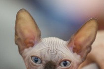 Выставка-ярмарка Зоомир-2013