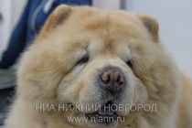 Выставка-ярмарка Зоомир-2013