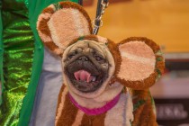 Выставка-ярмарка Зоомир-2013