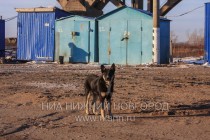 Пес Васёк переехал вместе со строителями ООО Мостотряд-1 со стройплощадки метромоста в Нижнем Новгороде