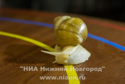 Первый чемпионат по бегу улиток прошел в Нижнем Новгороде