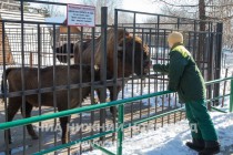 Звериную Масленицу отпраздновали сегодня в зоопарке Лимпопо