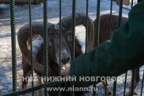 Звериную Масленицу отпраздновали сегодня в зоопарке Лимпопо